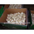 China Fresh Garlic 6.0cm 10kg ctn loose packing